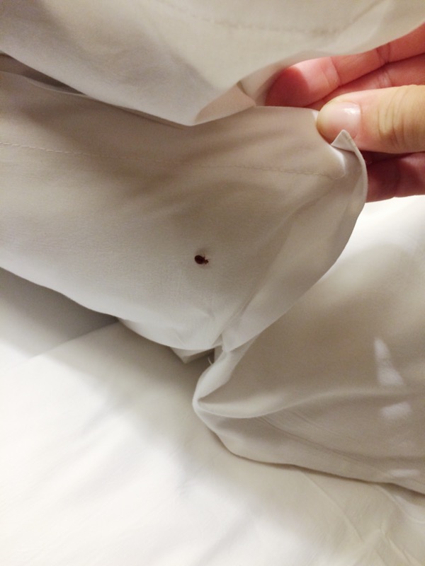 Bed Bugs