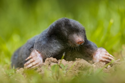 Mole exterminator in Nashville