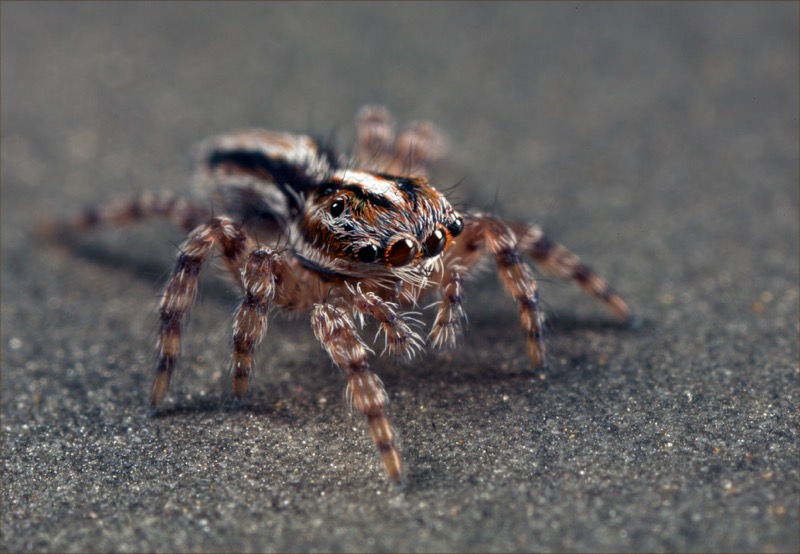 Spider Control in Nashville TN