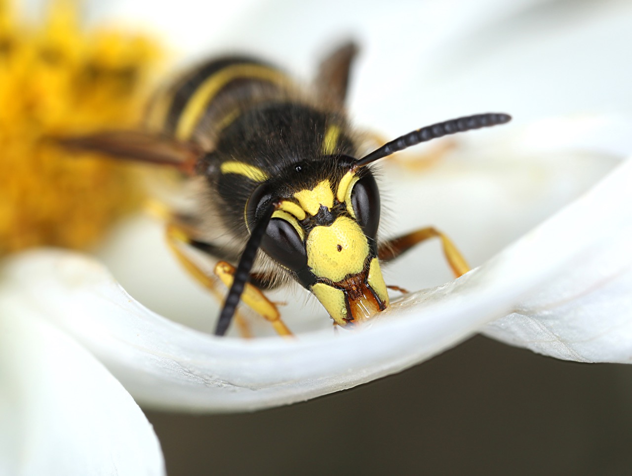 Wasp & Yellow Jacket Removal in Nashville TN