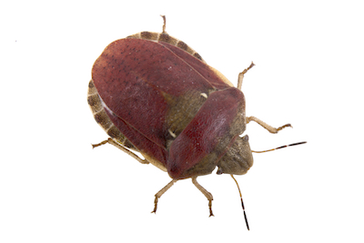 Bed Bugs pest control in Nashville