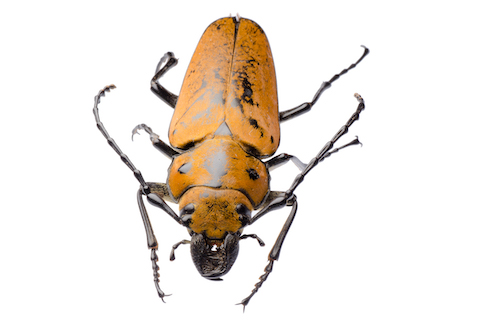All Other Types of Bugs pest control in Nashville