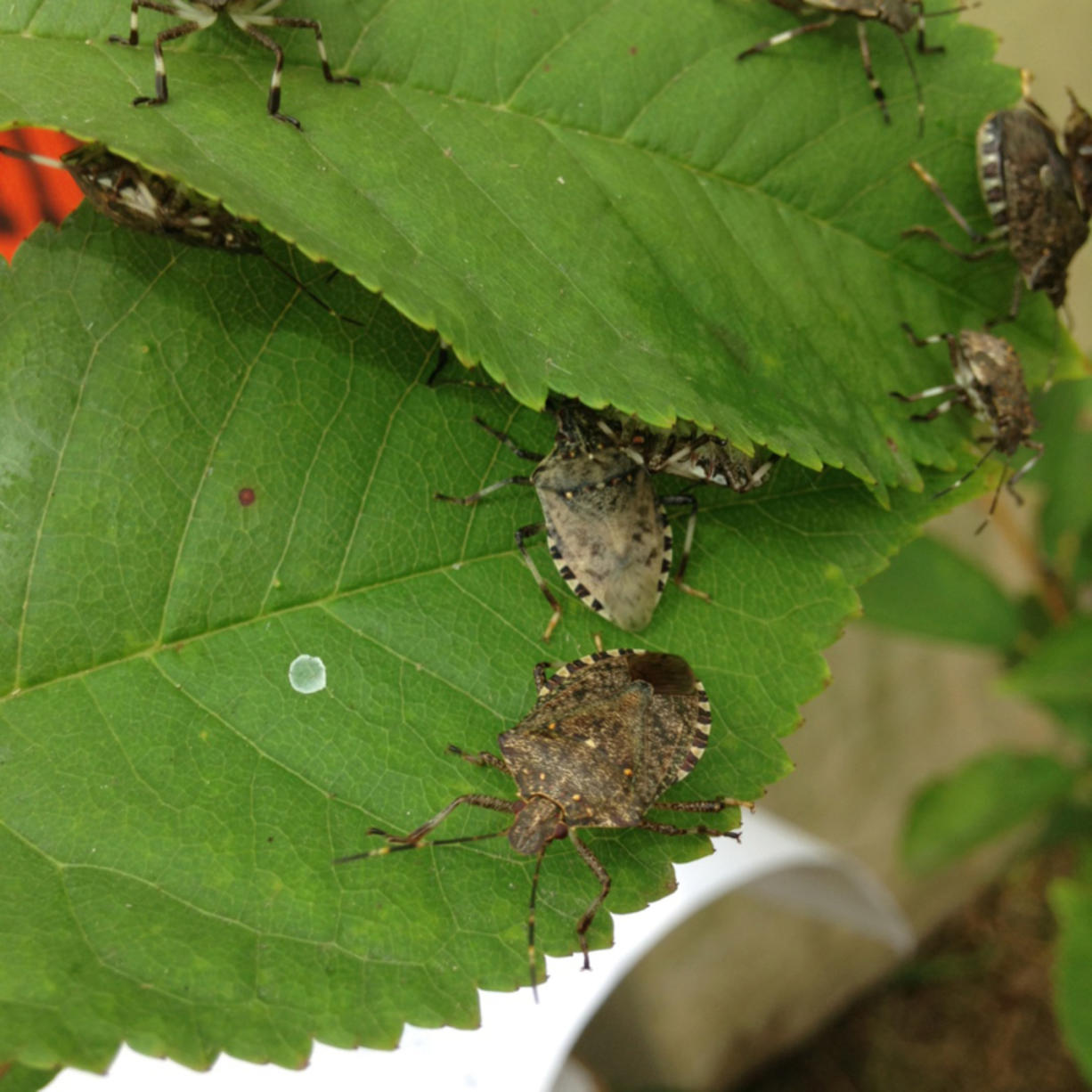 Do stink bugs actually stink? — Andrea’s student essay