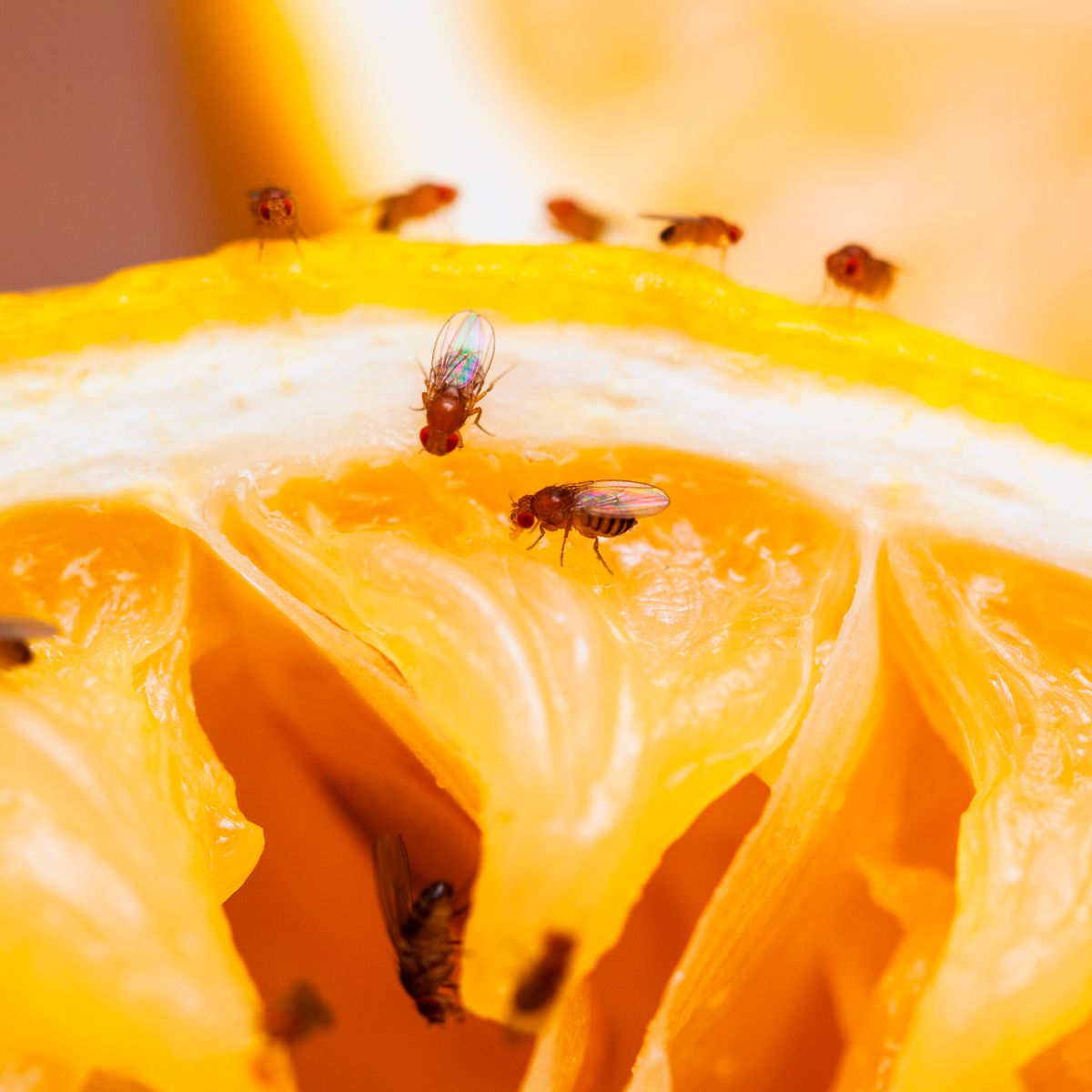 How to remove fruit flies from your kitchen — Mary’s student essay
