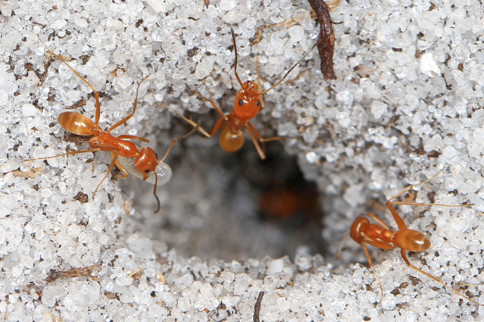 How ants mate? — Victor’s student essay