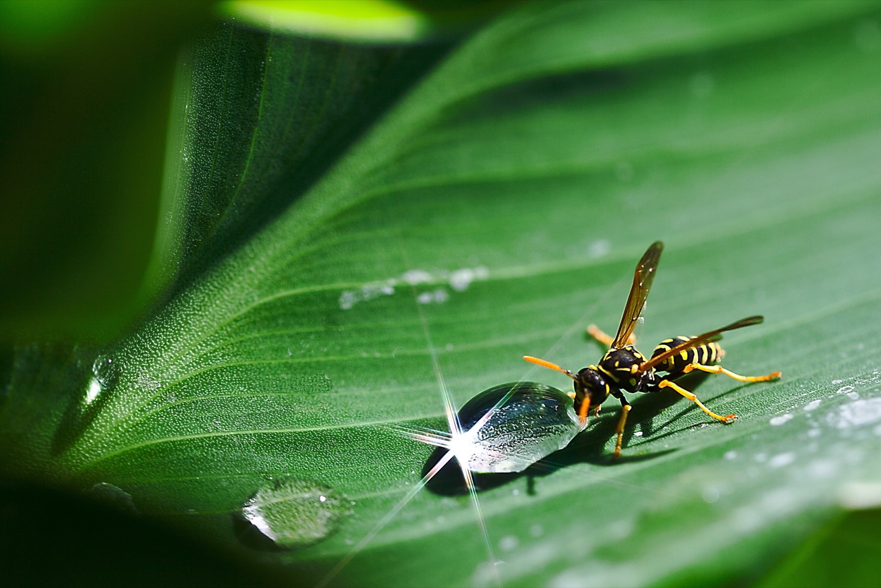 What’s the difference between yellow jackets and Wasps? — Brighton’s student essay