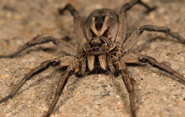 How to Deal with Wolf Spiders