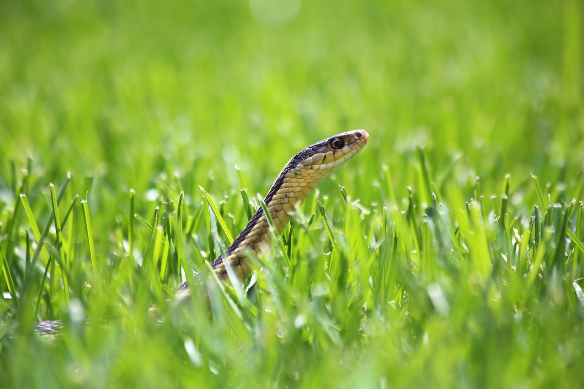 Are Garter Snakes dangerous? — Andrew’s student essay