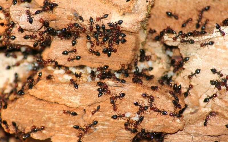 Are Ants Strong — Luis’s student essay