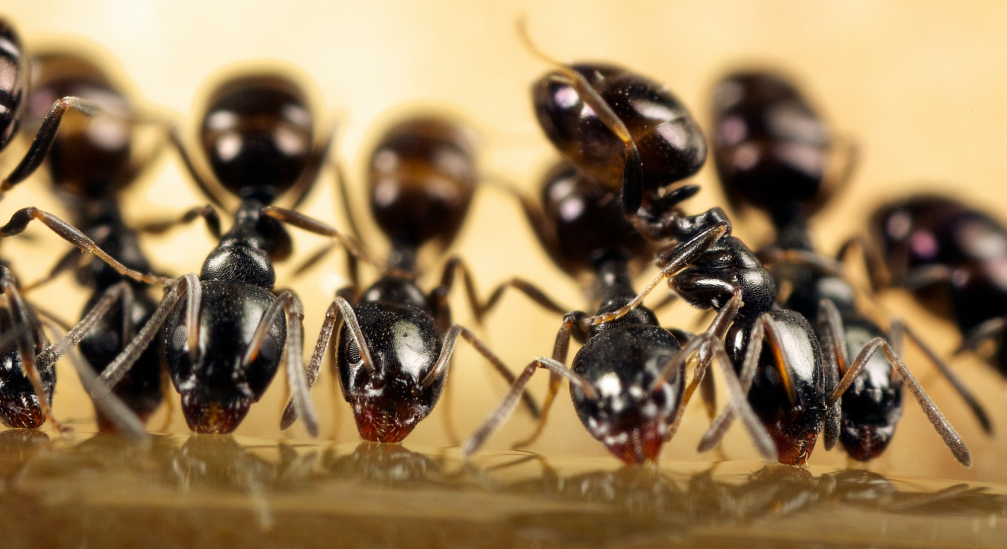 Will Pest Control Get Rid of Ants — Ashley’s Student Essay