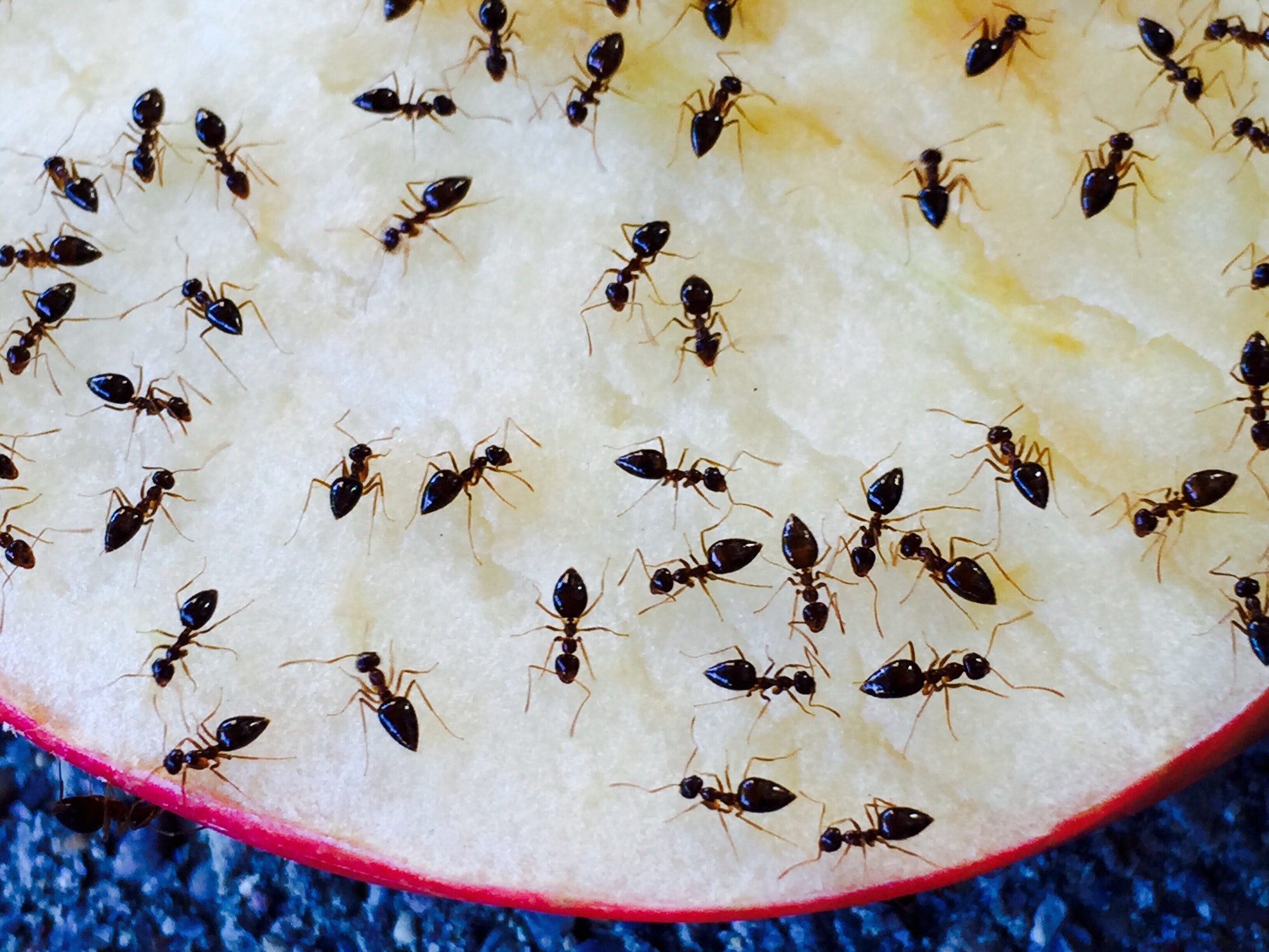 How Do Ants Find Food — Samantha’s student essay