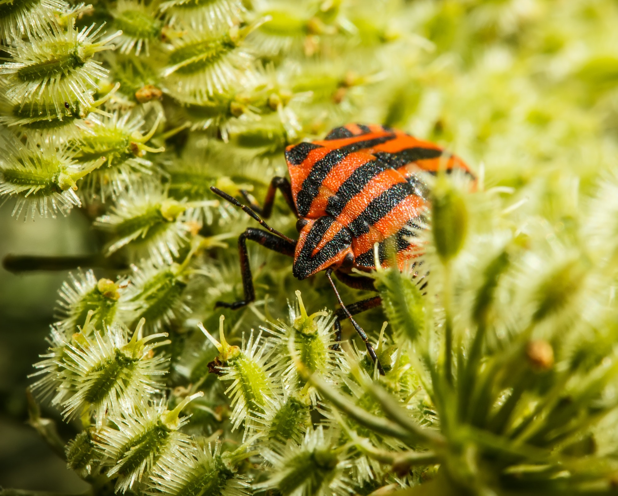 Will Pest Control Get Rid of Mice — Kanoa’s student essay