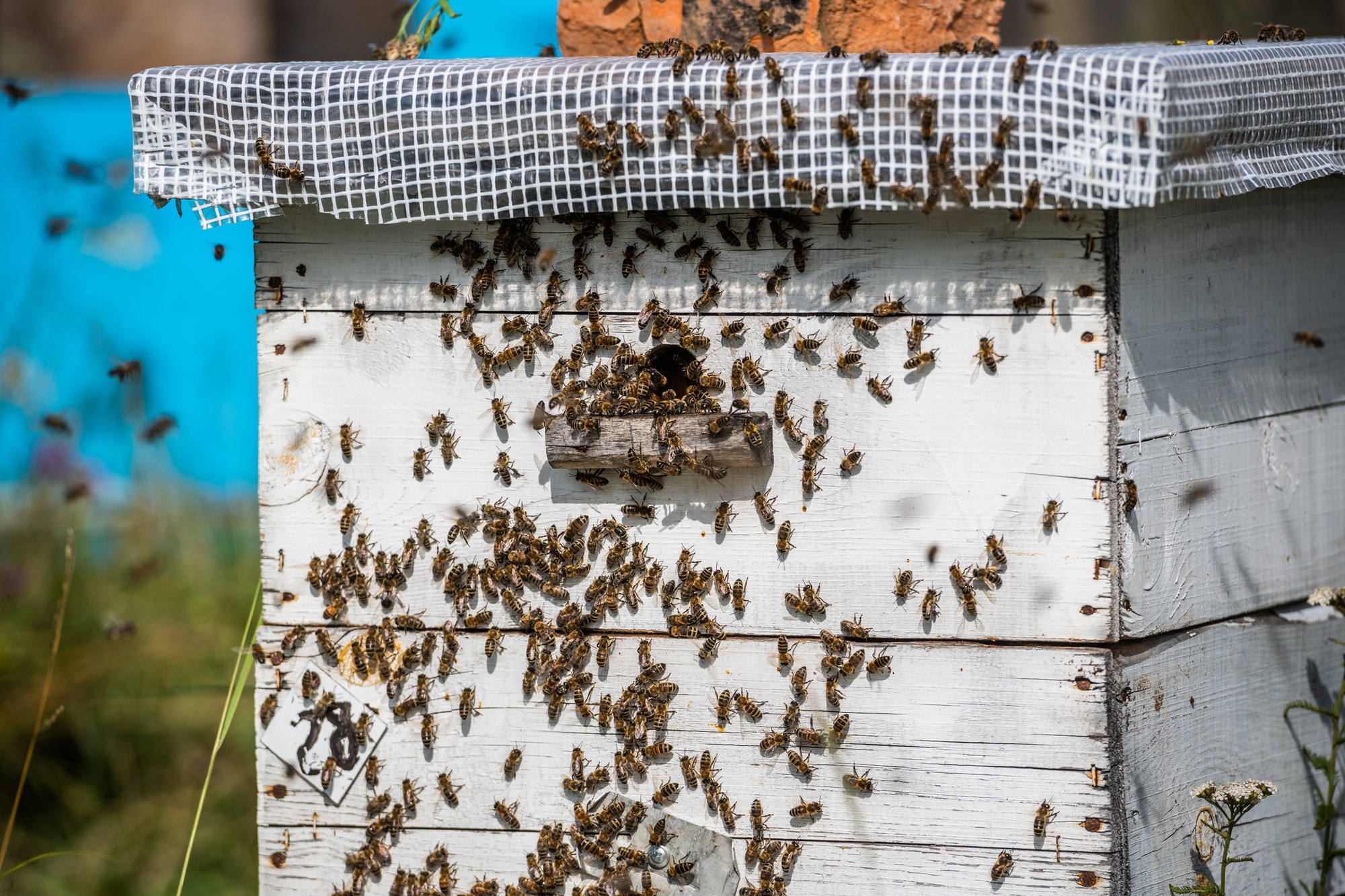 Why bees are important for the ecosystem — Olivia’s student essay