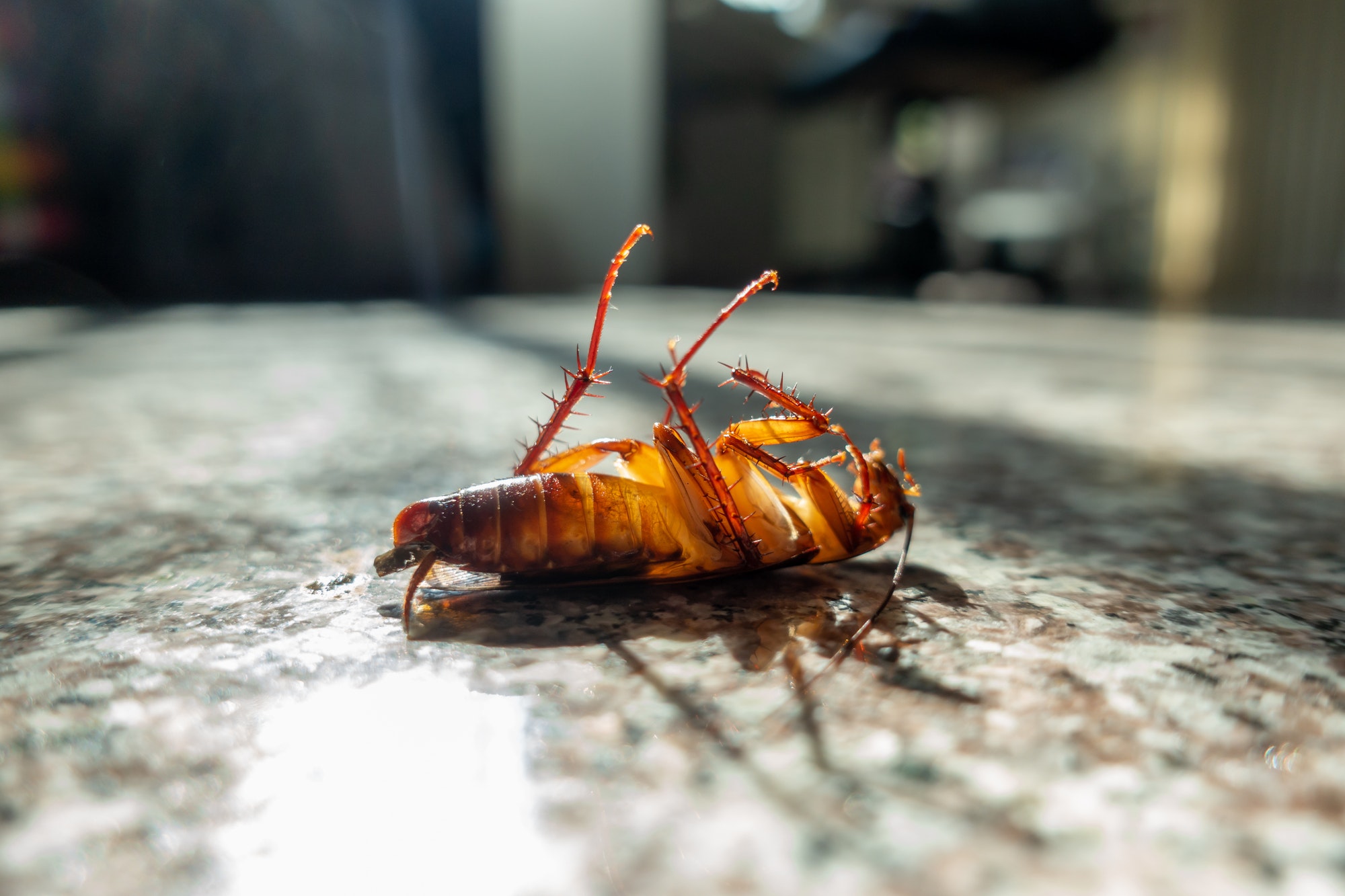 Why Cockroaches Show Up in Bathrooms at Night