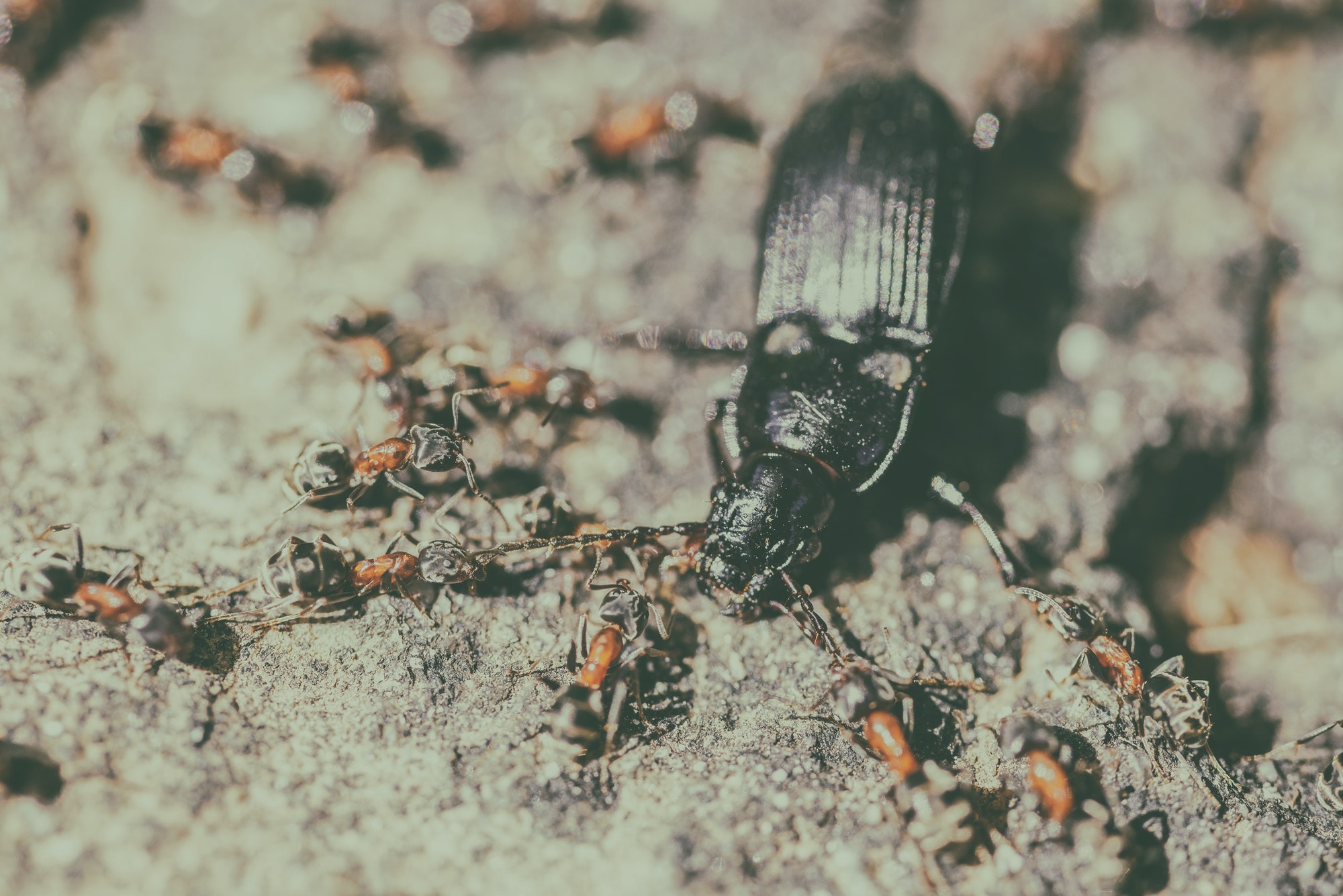 Are Ants Omnivores — Eve’s student essay