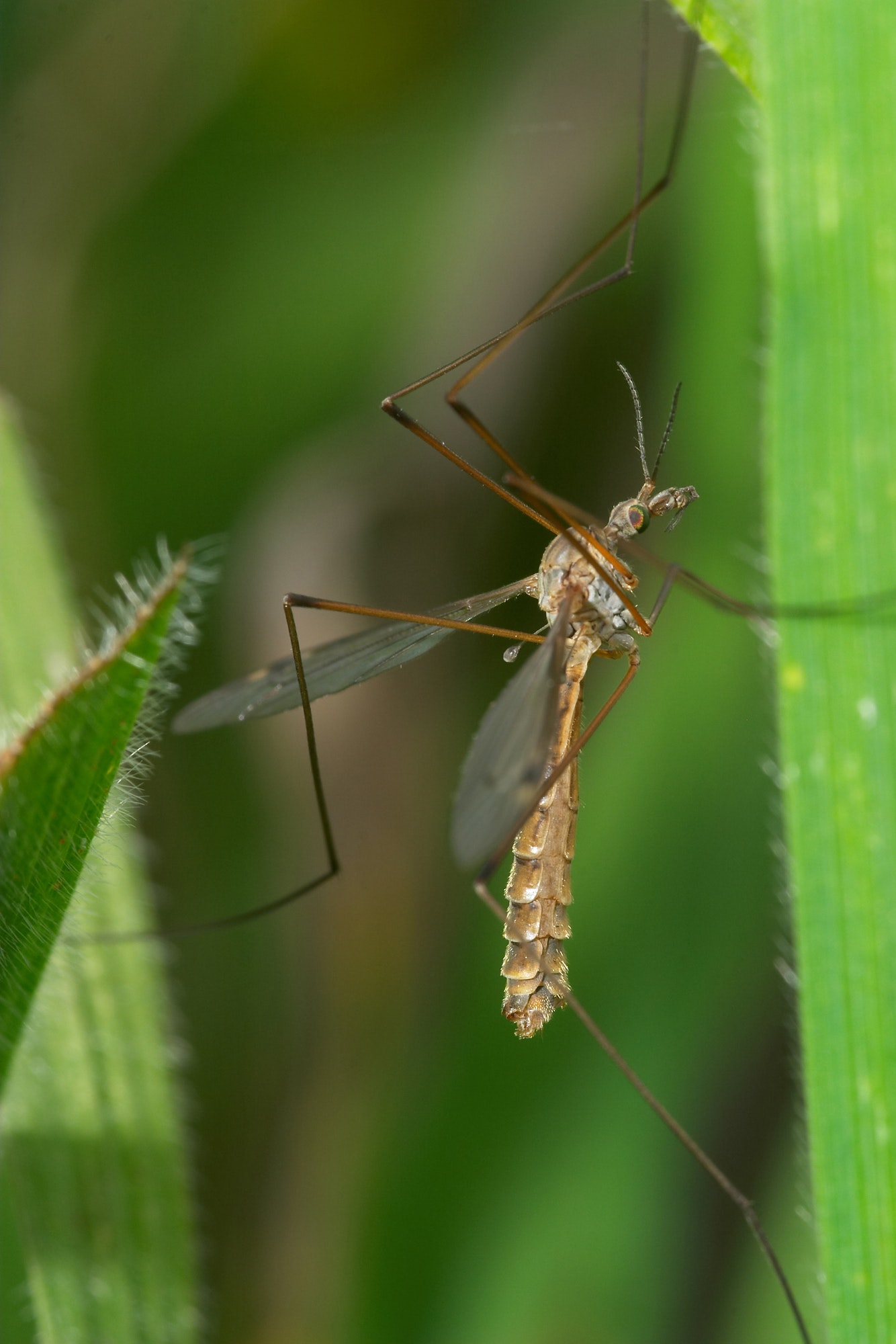 Are daddy long leg spiders poisonous? — Micheil’s student essay