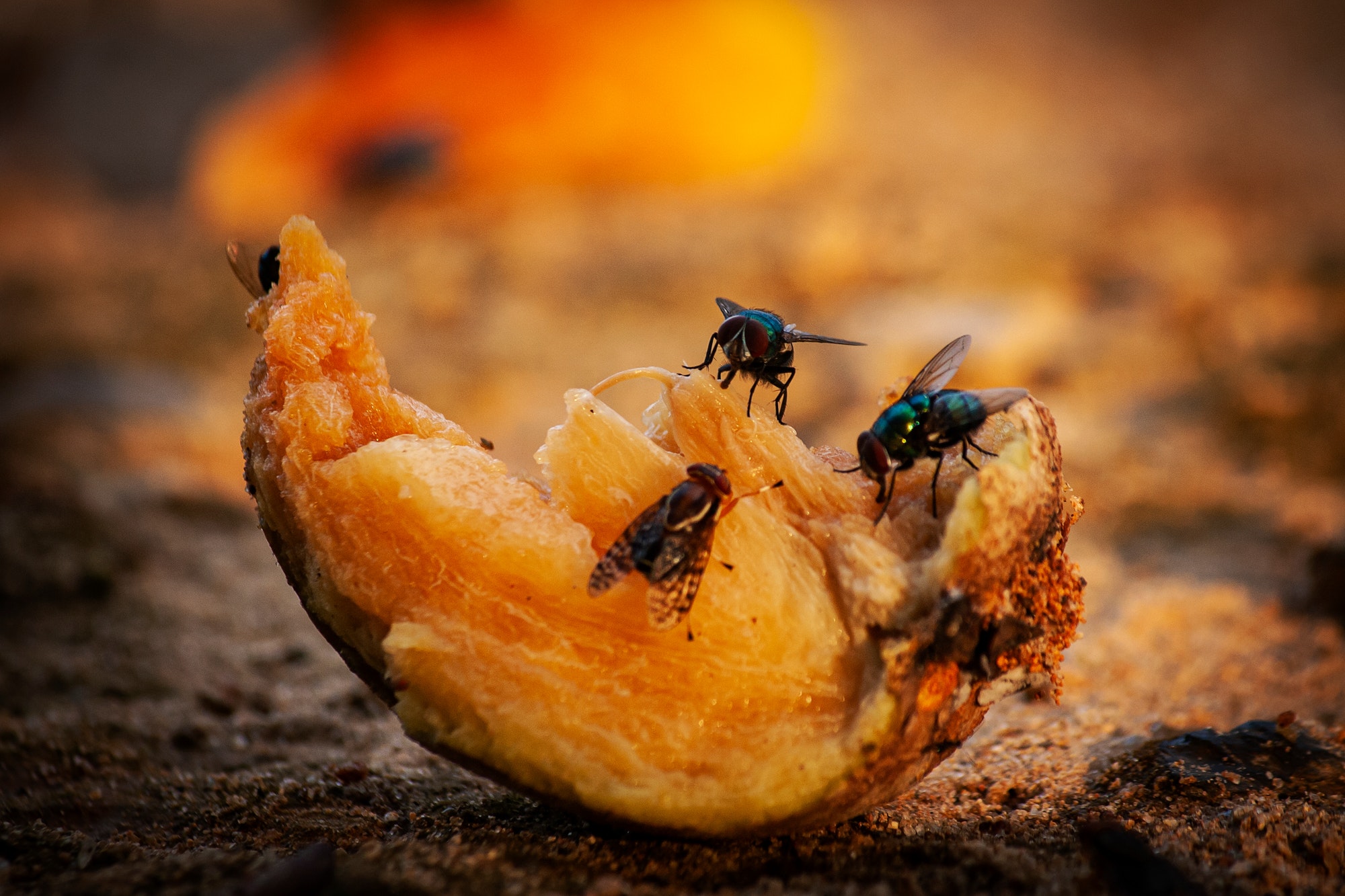 Do flies really vomit on food when they land? — Veronica’s student essay