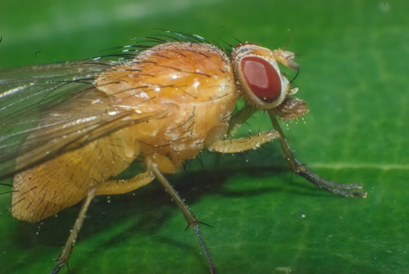 How to Get Rid of Fruit Flies