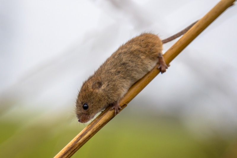 Why You Hear Mice Scratching in Walls at Night