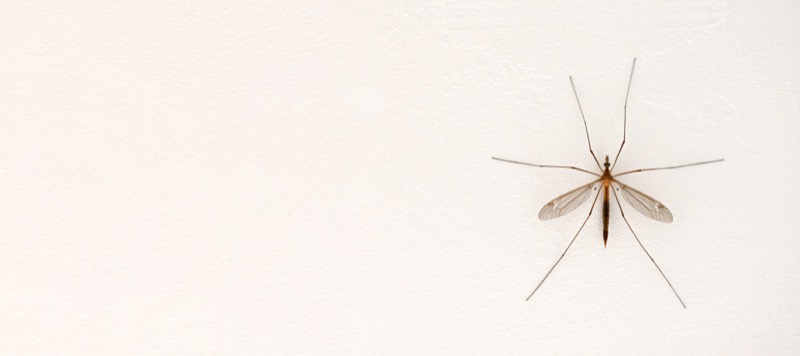 Top Mosquito-Borne illnesses in the U.S. — Erin’s student essay