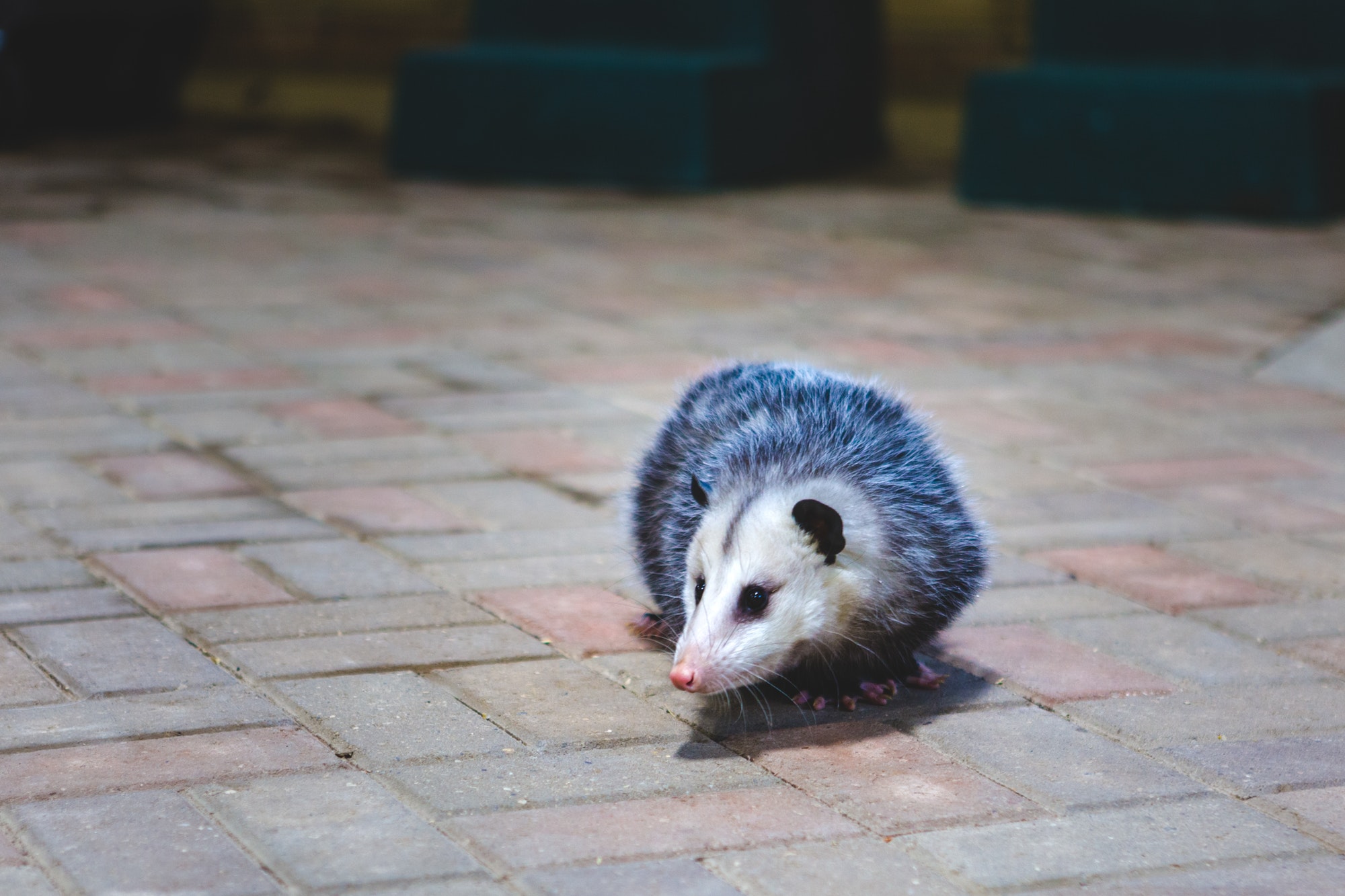 Opossum vs. possum — Isabella’s student essay