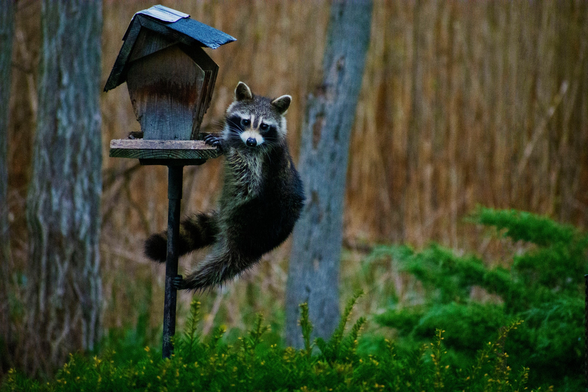 Signs of raccoons terrorizing your home — Janelle’s student essay