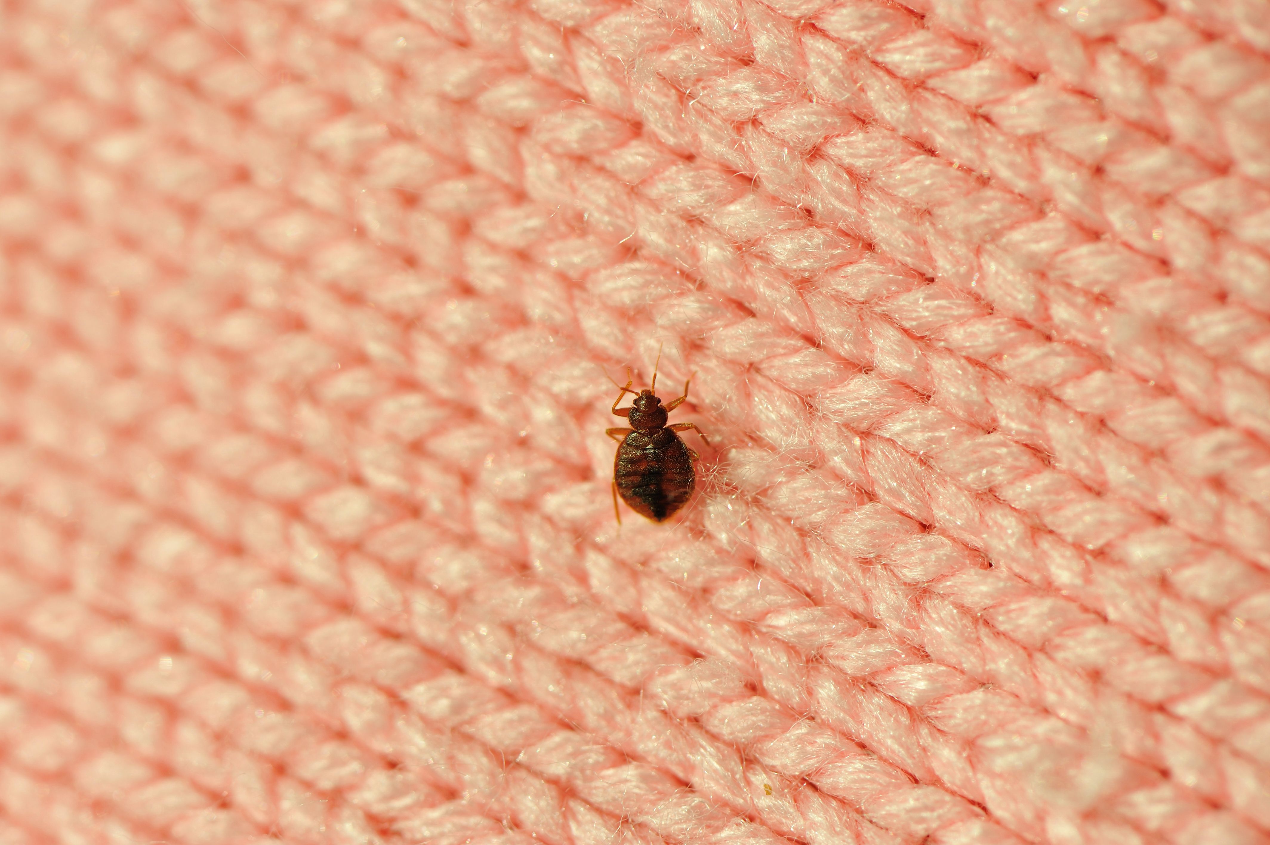 Where bed bugs hide in the home — Katie’s student essay