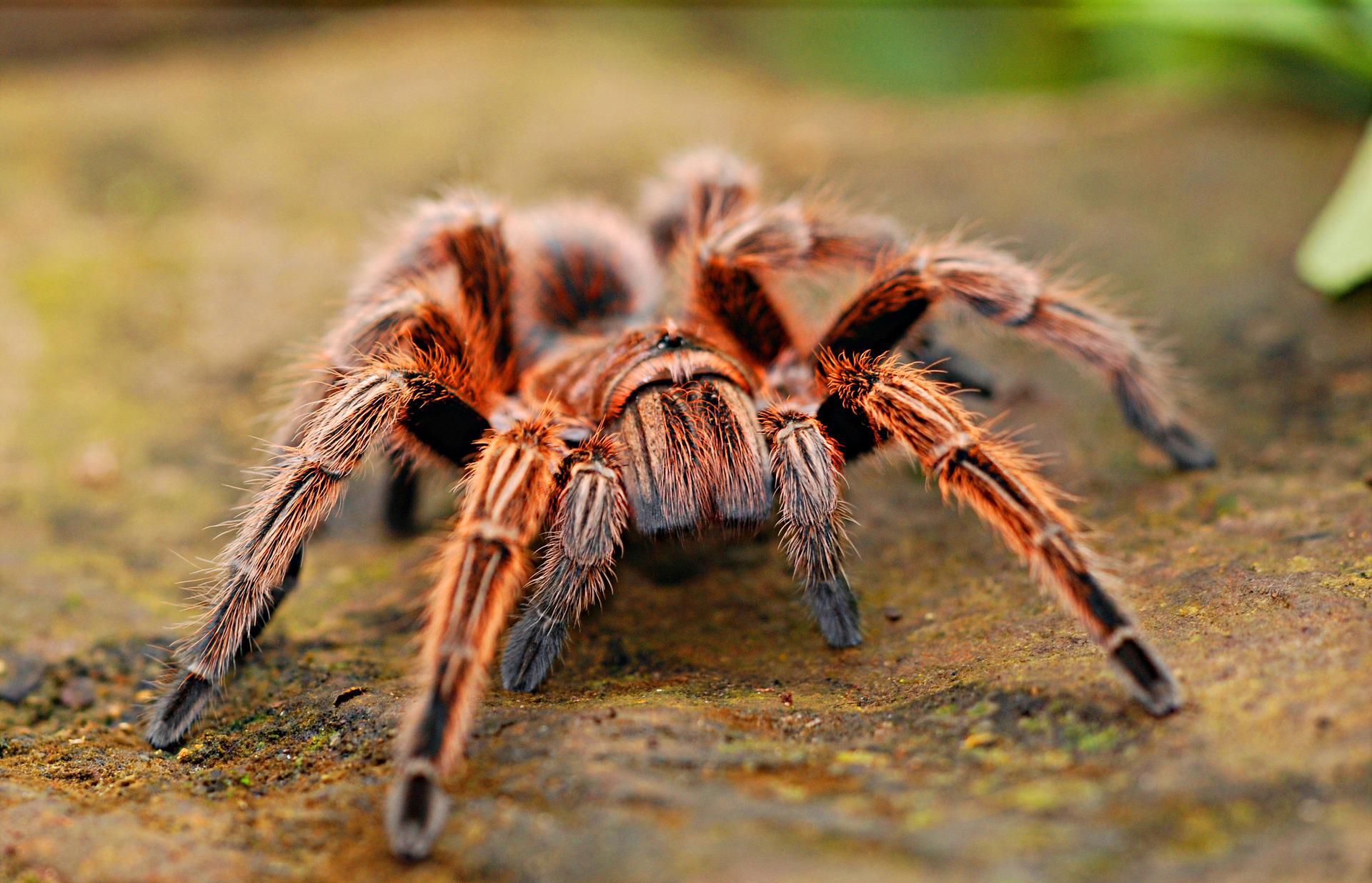 Brown tarantula walking across a natural surface