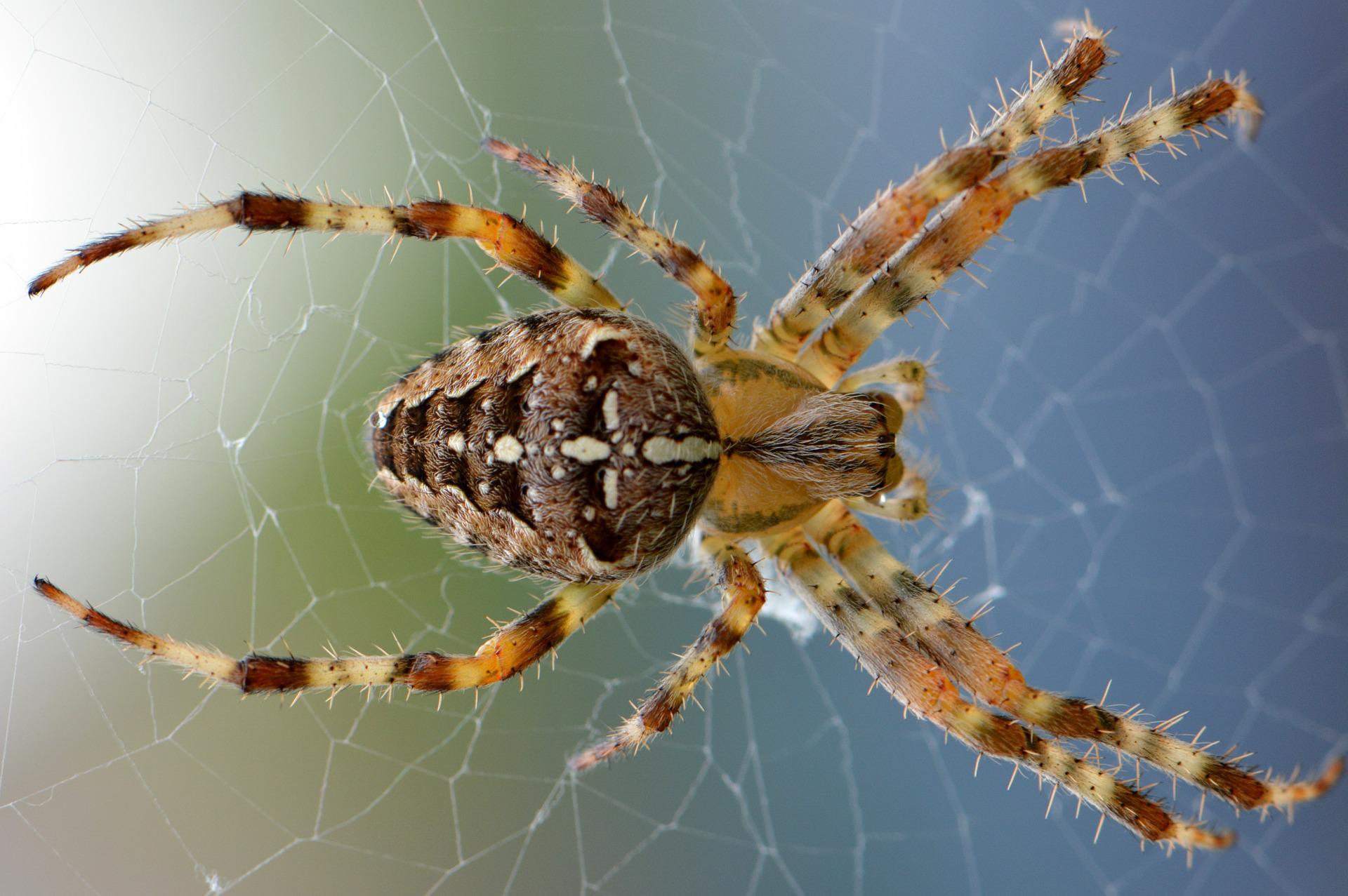Where Brown Recluse Spiders Hide in Nashville Homes