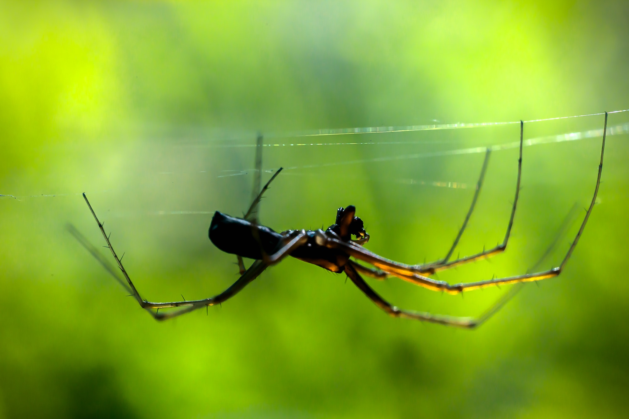 Which spiders in the U.S. are venomous? — Emily’s student essay