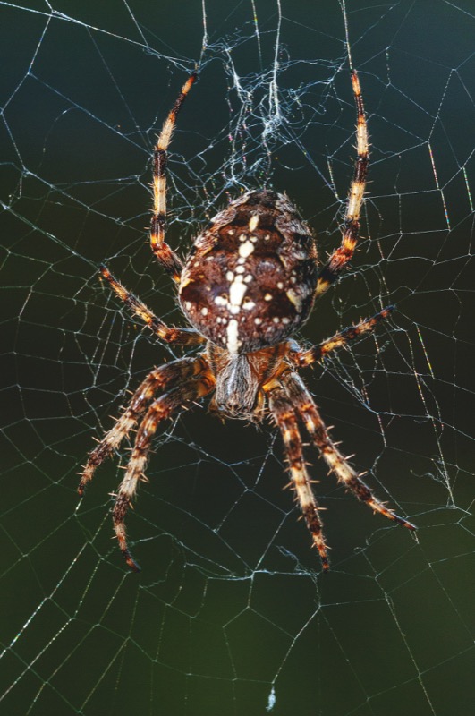 Are Spiders Nocturnal?
