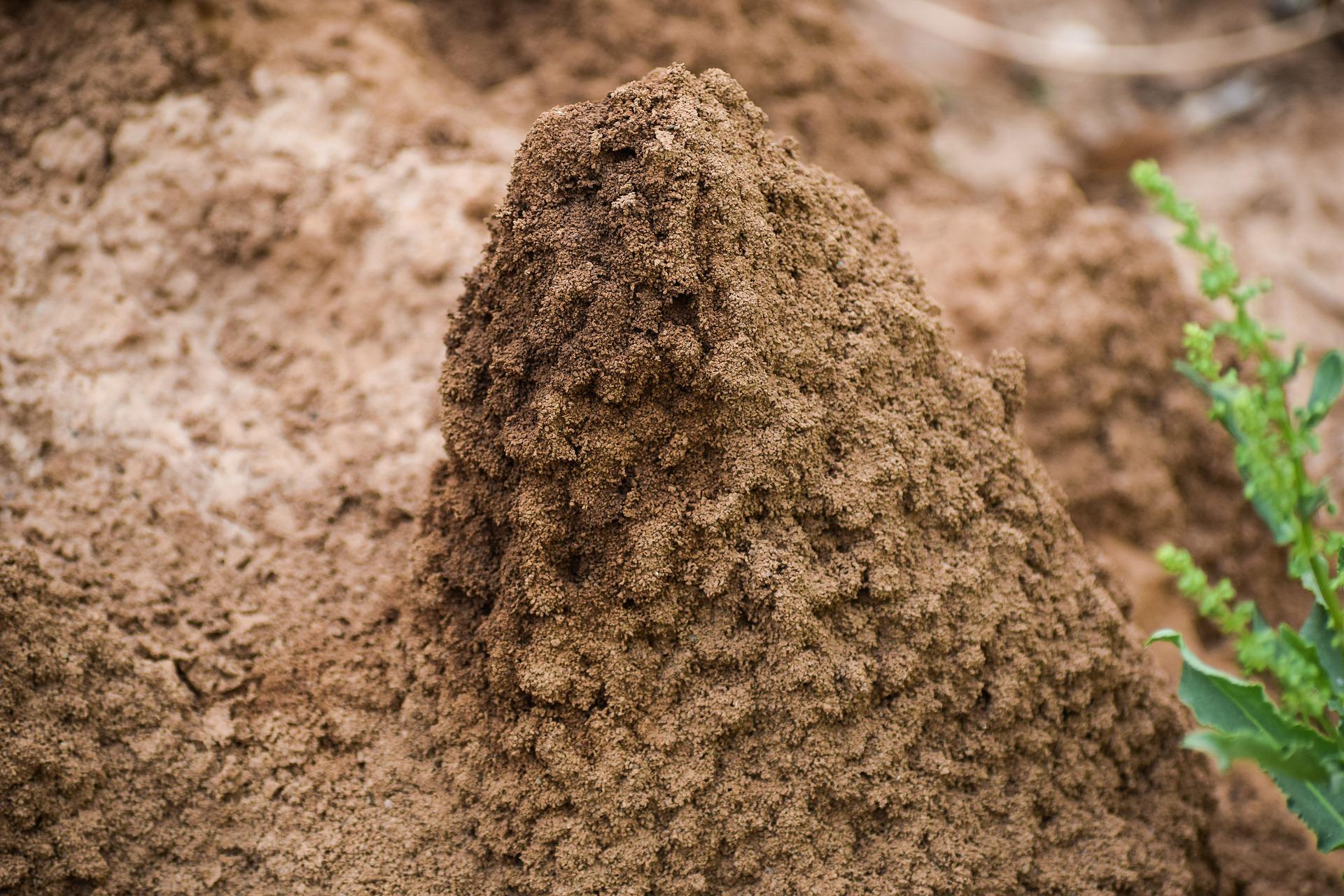 Early Warning Signs of Termites