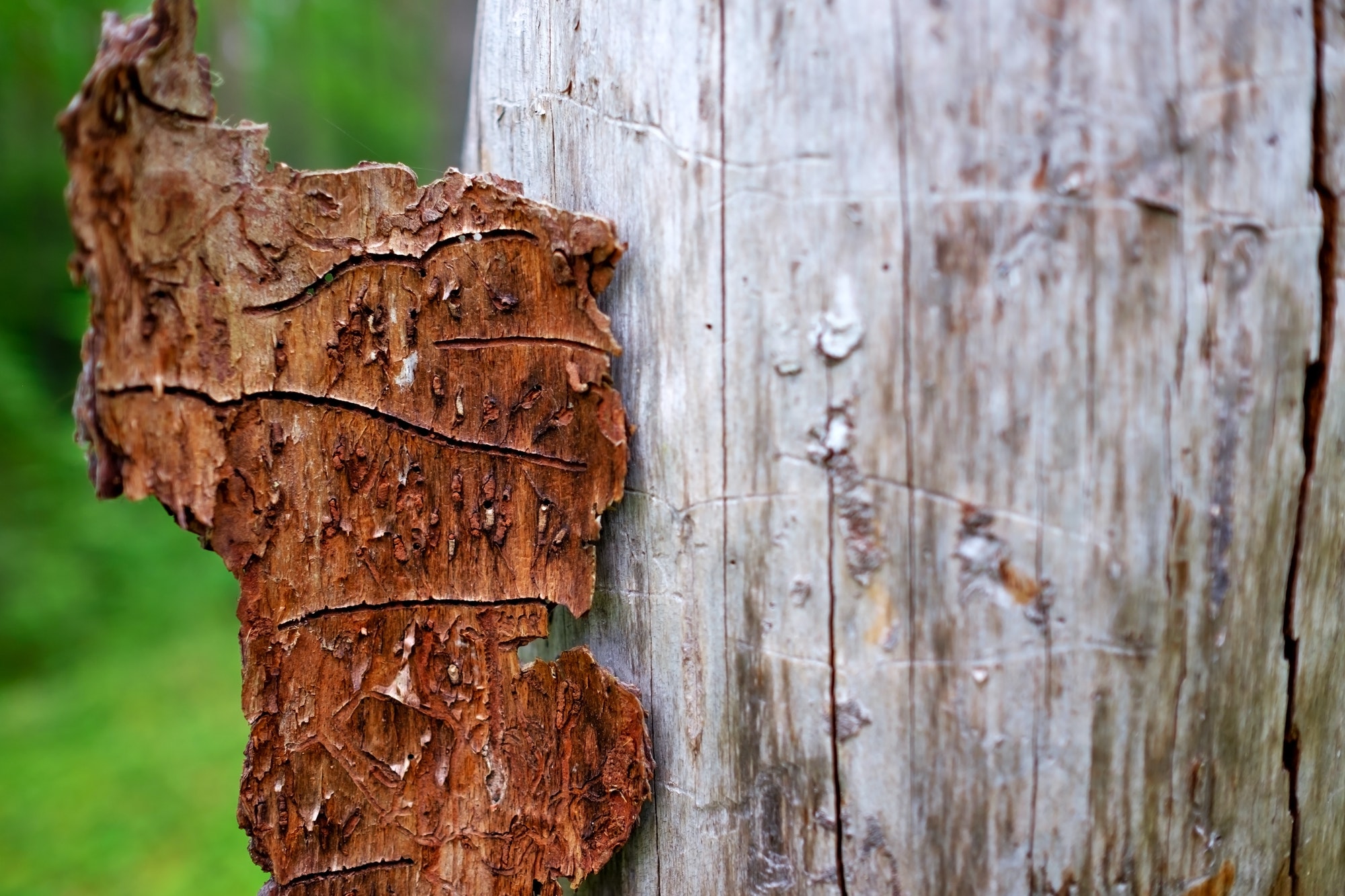How to Kill Wood Boring Beetles​