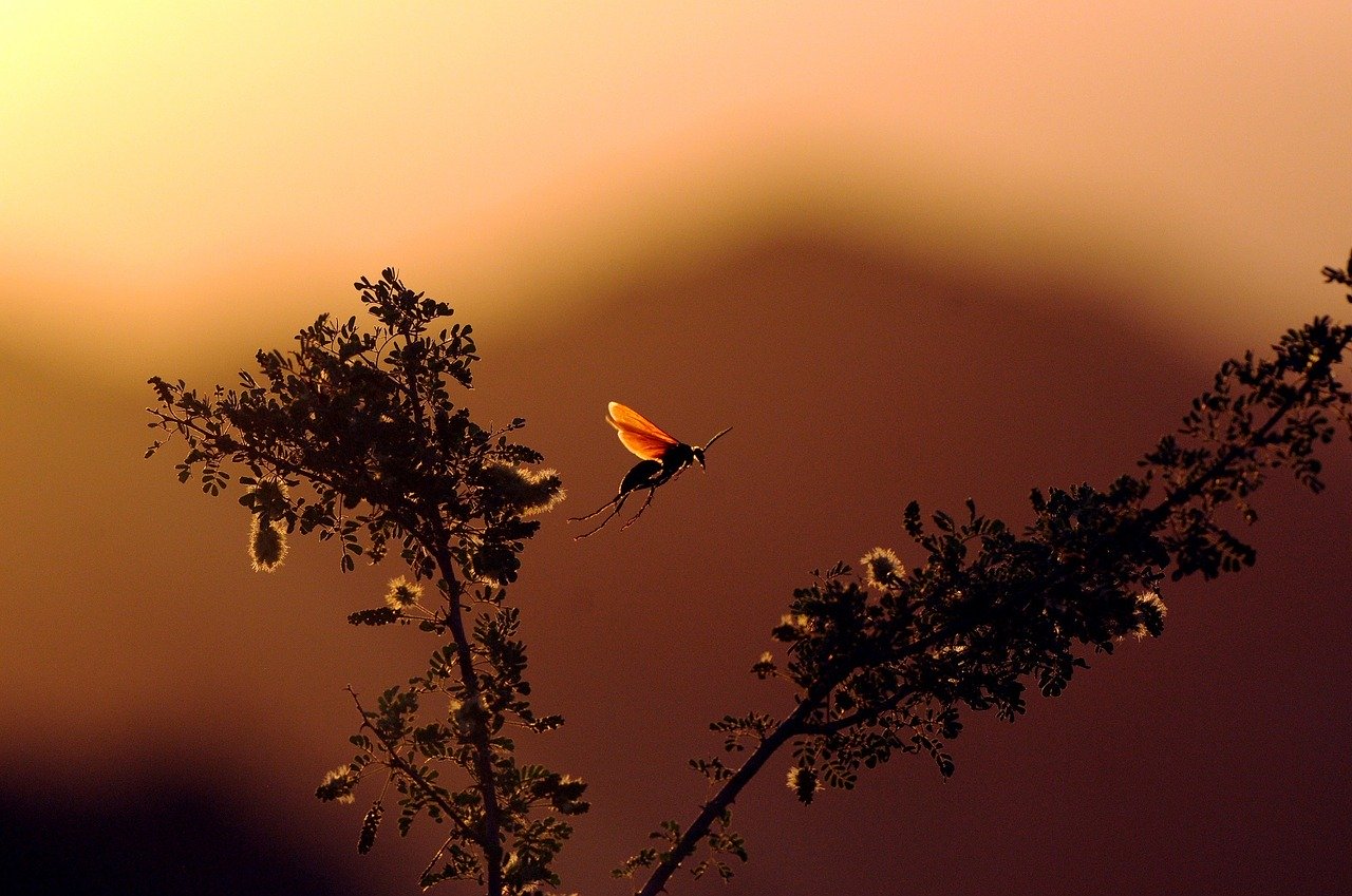 What is the biggest bug in the U.S.? — Keelan’s student essay