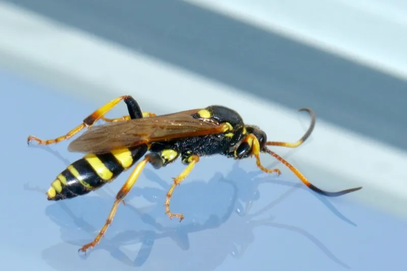 How To Get Rid of Wasps and Yellow Jackets